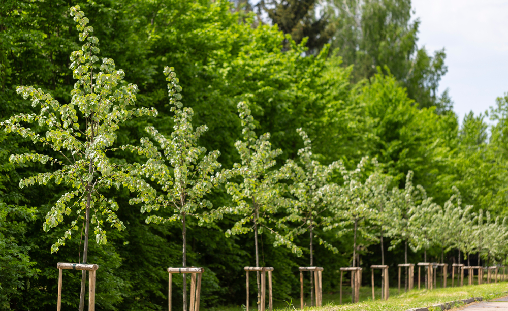 Young trees